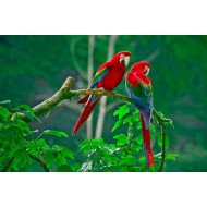 Aura - Pair Of Scarlet Macaws Aura - Pair Of Scarlet Macaws