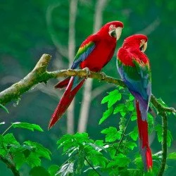 Aura - Pair Of Scarlet Macaws