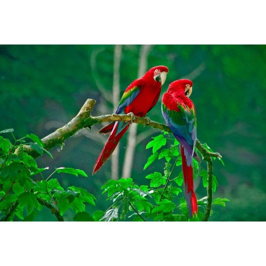 Aura - Pair Of Scarlet Macaws
