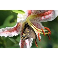 Aura - Butterfly Coming Out Of Flower Aura - Butterfly Coming Out Of Flower