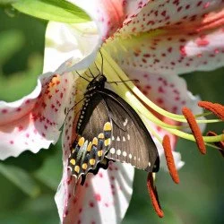 Aura - Butterfly Coming Out Of Flower