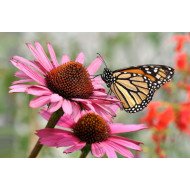 Aura - Butterfly On Pink Flower Aura - Butterfly On Pink Flower