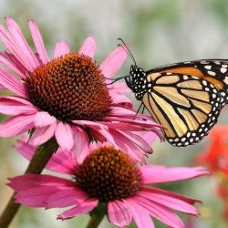 Aura - Butterfly On Pink Flower