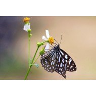 Aura - Black And White Butterfly Aura - Black And White Butterfly