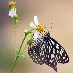 Aura - Black  Butterfly