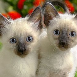 Just Cute - Twins