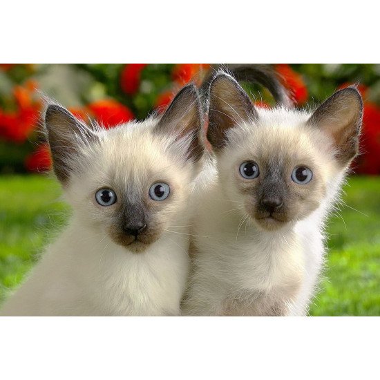 Just Cute - Twins