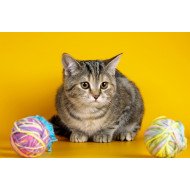 Just Cute - Wild Cat Just Cute - Wild Cat