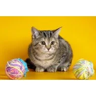 Just Cute - Wild Cat