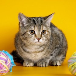 Just Cute - Wild Cat