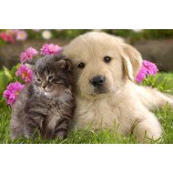 Cute Dog And Cat Cute Dog And Cat