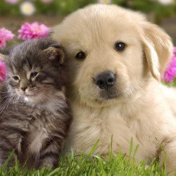 Cute Dog And Cat Cute Dog And Cat