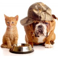 Cute Bulldog And Kitten Cute Bulldog And Kitten