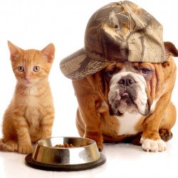 Cute Bulldog And Kitten