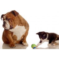 Bulldog Attitude With Playing Kitten Bulldog Attitude With Playing Kitten
