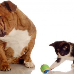 Bulldog Attitude With Playing Kitten Bulldog Attitude With Playing Kitten