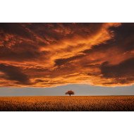 Yellow Season Yellow Season