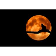 Black Cat With Yellow Moon Black Cat With Yellow Moon