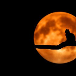 Black Cat With Yellow Moon