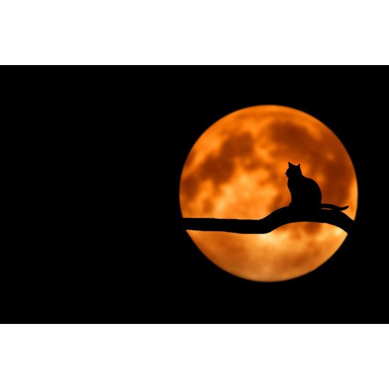 Black Cat With Yellow Moon