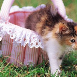 Cute Cat In The Basket Cute Cat In The Basket