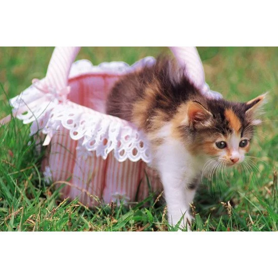 Cute Cat In The Basket Cute Cat In The Basket