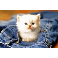 Cute Cat In Jeans Pocket Cute Cat In Jeans Pocket
