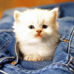 Cute Cat In Jeans Pocket Cute Cat In Jeans Pocket