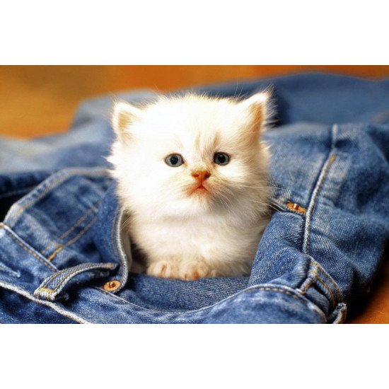Cute Cat In Jeans Pocket