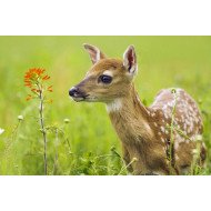 Deer In The Field 2 Deer In The Field 2
