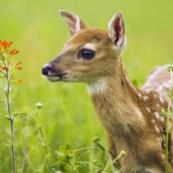Deer In The Field 2 Deer In The Field 2