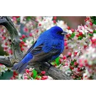 Blue Bird Blue Bird