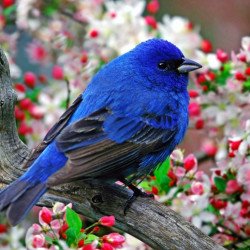Blue Bird