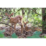 Deers In The Field Deers In The Field