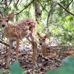 Deers In The Field Deers In The Field