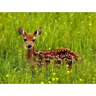 Deer In The Field 3 Deer In The Field 3