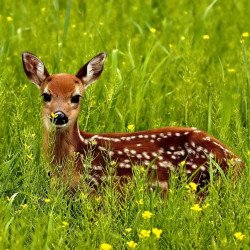 Deer In The Field 3 Deer In The Field 3