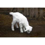 White Lamb In Forest White Lamb In Forest