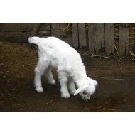 White Lamb In Forest White Lamb In Forest