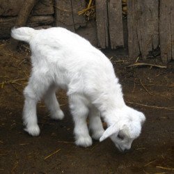 White Lamb In Forest White Lamb In Forest