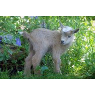 Brown Lamb In Forest Brown Lamb In Forest