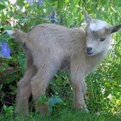 Brown Lamb In Forest