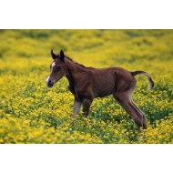 Horse In Field Horse In Field