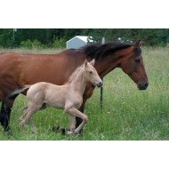 Horses Horses