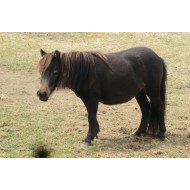 Pony In The Field Pony In The Field