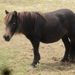 Pony In The Field Pony In The Field