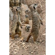 Meerkats Meerkats