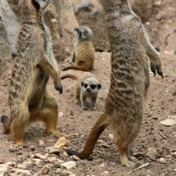 Meerkats Meerkats