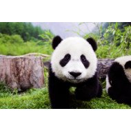 Cute Panda Cute Panda