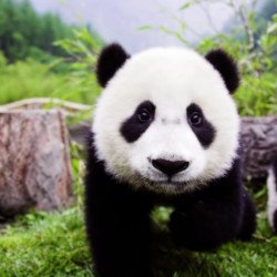 Cute Panda Cute Panda